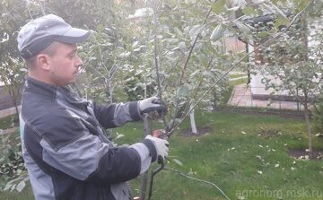 Болезни Деревьев: Своевременное Выявление и Лечение